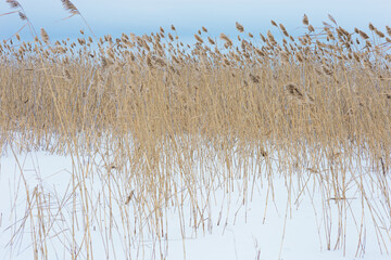 Dry plant reeds on on covered snow lake, against blue sky, natural winter background. Environment, solace in nature, digital decor.