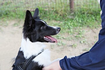 한국의공원에서놀이를하는강아지입니다
