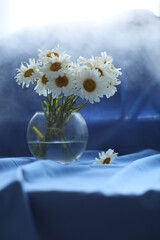 Daisies on a blue background