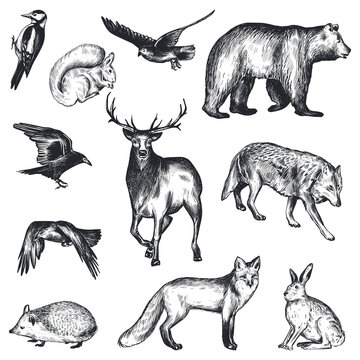 Vector set of hand drawn animals of Europe.