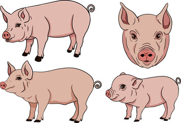 Pig. Vector illustration of piglet head isolated on white background. Clip art of farm animal in sketch realistic style. Illustration for label, poster, print and design.