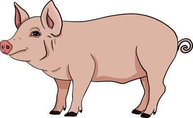 Pig. Vector illustration of piglet head isolated on white background. Clip art of farm animal in sketch realistic style. Illustration for label, poster, print and design.