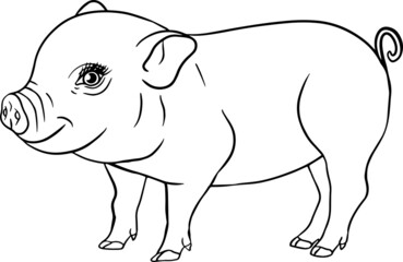 Pig. Vector illustration of piglet head isolated on white background. Clip art of farm animal in sketch realistic style. Illustration for label, poster, print and design.