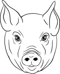 Fototapeta na wymiar Pig. Vector illustration of piglet head isolated on white background. Clip art of farm animal in sketch realistic style. Illustration for label, poster, print and design.