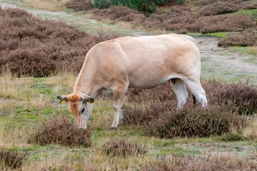 cow grazes on the dry heath in the autumn in the Utrechtse Heuvelrug nature reserve