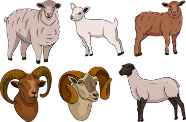 Obraz premium Sheep. Hand drawn cattle, animal grazing vector illustration. Farm pets. Illustration for label, poster, print and design. Clip art of farm animal in sketch realistic style.