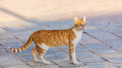 Single young red and white cat
