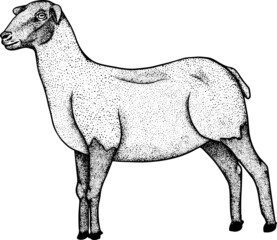 Sheep. Hand drawn cattle, animal grazing vector illustration. Farm pets. Illustration for label, poster, print and design. Clip art of farm animal in sketch realistic style.
