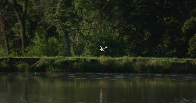Slow motion telephoto shot of a great blue heron flying over a pond on an early morning