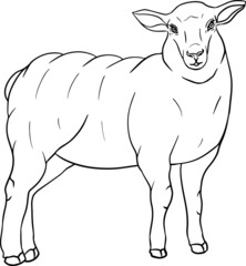 Sheep. Hand drawn cattle, animal grazing vector illustration. Farm pets. Illustration for label, poster, print and design. Clip art of farm animal in sketch realistic style.