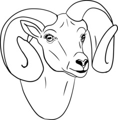 Sheep. Hand drawn cattle, animal grazing vector illustration. Farm pets. Illustration for label, poster, print and design. Clip art of farm animal in sketch realistic style.