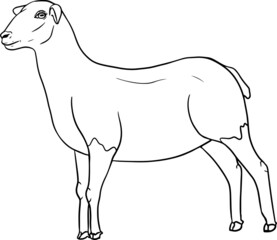 Sheep. Hand drawn cattle, animal grazing vector illustration. Farm pets. Illustration for label, poster, print and design. Clip art of farm animal in sketch realistic style.