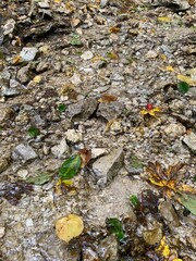 yellow leaves on stones