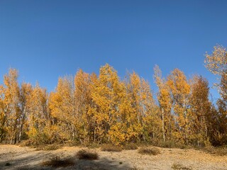 autumn trees in the forest