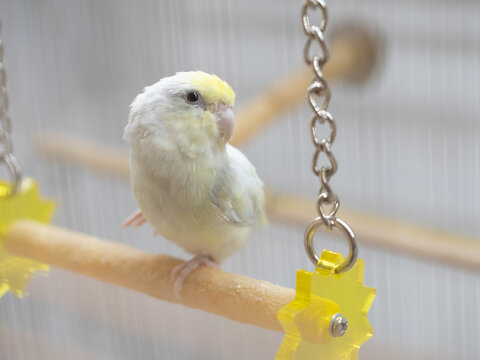 Select focus of little tiny forpus parrotlet dilute turquoise color. Forpus is the smallest parrot bird of the world