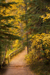 autumn in the forest