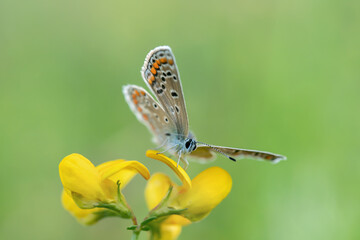 Macro of a female common blue butterfly (Polyommatus icarus) with open wings on a lotus blossom.