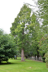 Park in der Kurstadt Bad Pyrmont, Niedersachsen