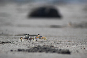 spider on the beach