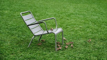 Plastic gray chair on green grass. On it and next to a flock of sparrows. Close up. Copy space