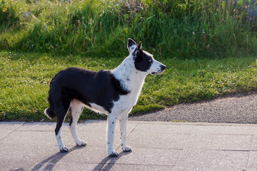 Two color black and white dog in a street. Black patch over right ear and eye. Green grass in the background.