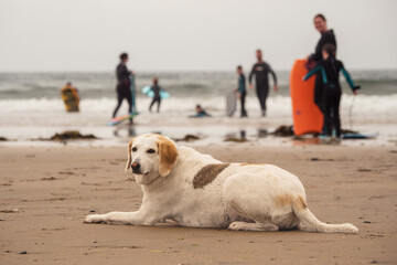 Cute big dog on a beach, Surfers in the background out of focus. Outdoor activity. Animal care and life guard. Strandhill, county Sligo, Ireland. Outdoor sport.