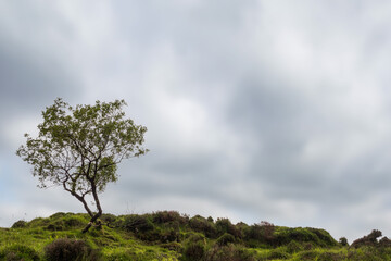 One small bush on a top of a hill against cloudy sky. Nature scene.