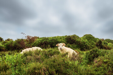 Two sheep hiding in tall green grass on a hill, cloudy sky in the background. Funny animals in nature environment