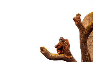 One brown relaxed chimpanzee sitting on a tall tree. Isolated white background. Funny and cute monkey. Copy space.