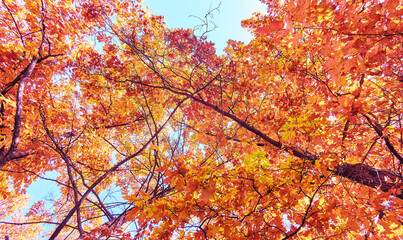 Golden maple tree alley in autumn Moscow