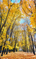 Golden maple tree alley in autumn Moscow