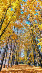 Golden maple tree alley in autumn Moscow