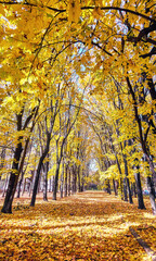 Golden maple tree alley in autumn Moscow