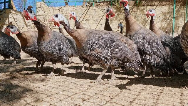 Guinea fowl birds, lot, walk in aviary