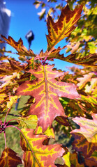 Golden maple tree alley in autumn Moscow