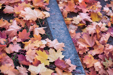 Golden maple tree alley in autumn Moscow