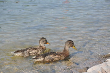 ducks on the lake