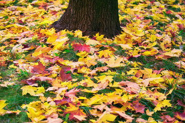 Golden maple tree alley in autumn Moscow