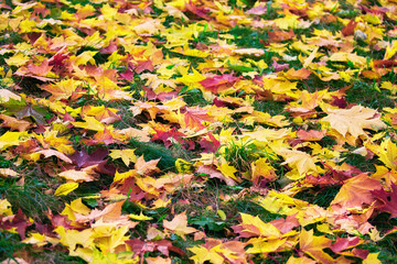 Golden maple tree alley in autumn Moscow