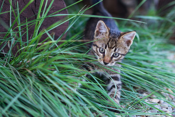 little kitten playing in the grass in summer