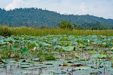 A field of lotus sacred plants on a pond in Lake Chini. Selective focus points