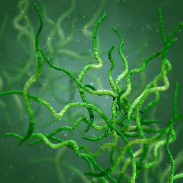 Medical background, bacteria spirilla spirally twisted and arcuate curved rods, class Beta-proteobacteria, aerobes or microaerophiles, 3D rendering