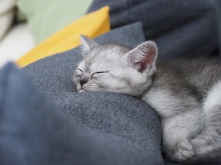 cat on the couch