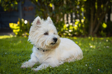 Cute West Highland White Terrier lies in the grass