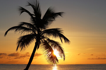 Plakat Silhouette of coconut palm tree on sea and sunset sky background. Tropical beach, sun in shining through palm leaves, paradise nature
