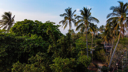Fototapeta na wymiar palm trees in the jungle