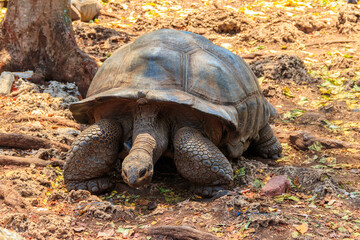 Aldabra giant tortoise on Prison island, Zanzibar in Tanzania