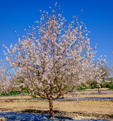 The flowering almond tree at spring