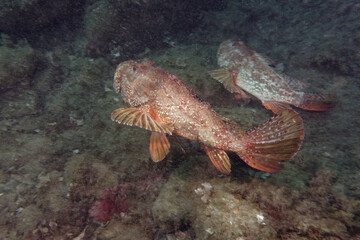 Large-scaled scorpionfishes (Scorpaena scrofa) in Mediterranean Sea