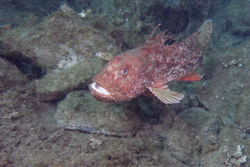 Fototapeta na wymiar Large-scaled scorpionfish (Scorpaena scrofa) in Mediterranean Sea